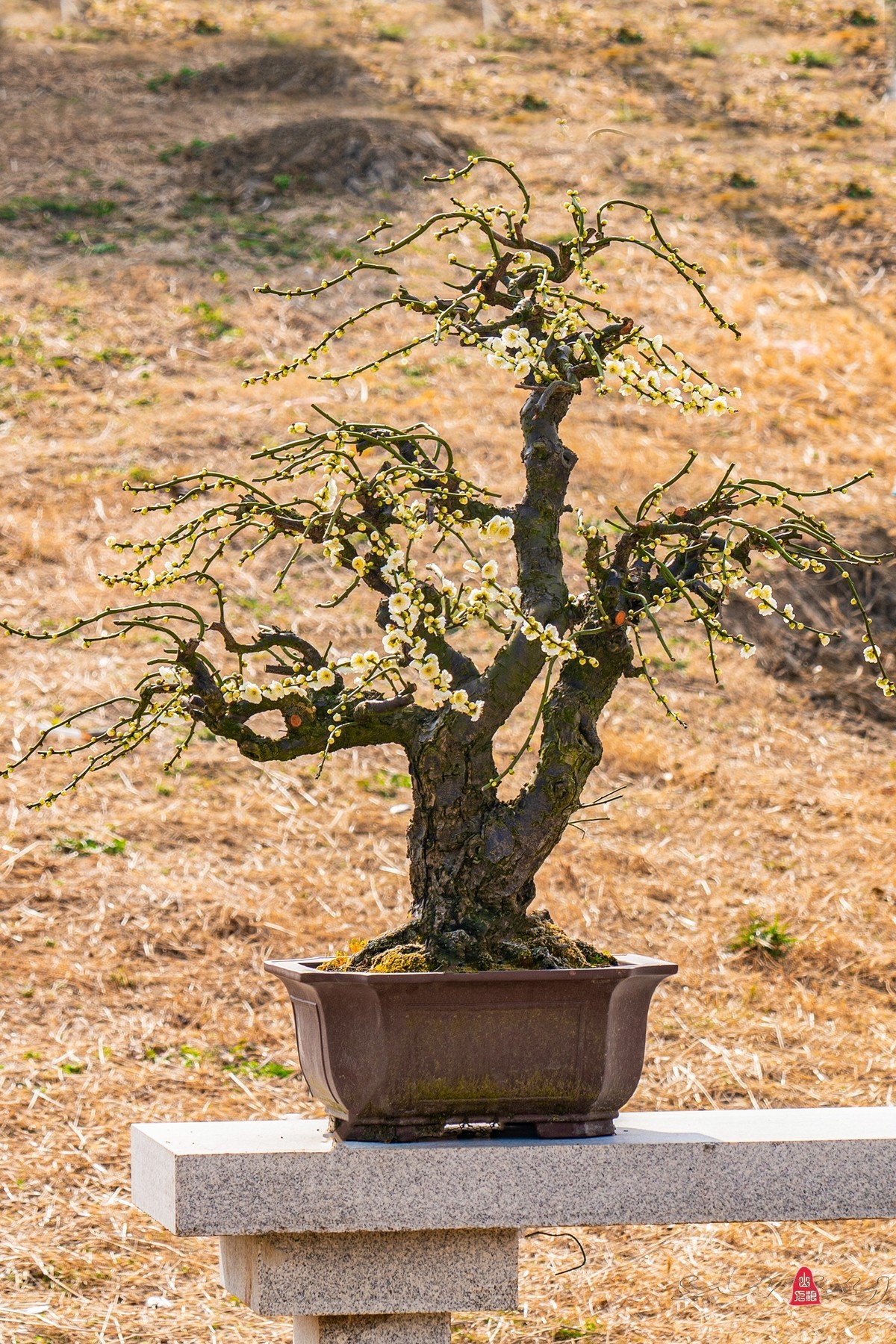 盆栽老梅桩（续）