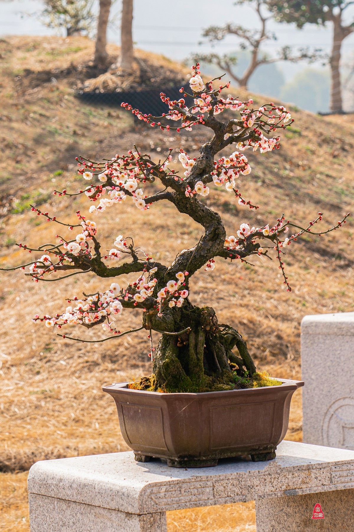 盆栽老梅桩（续）