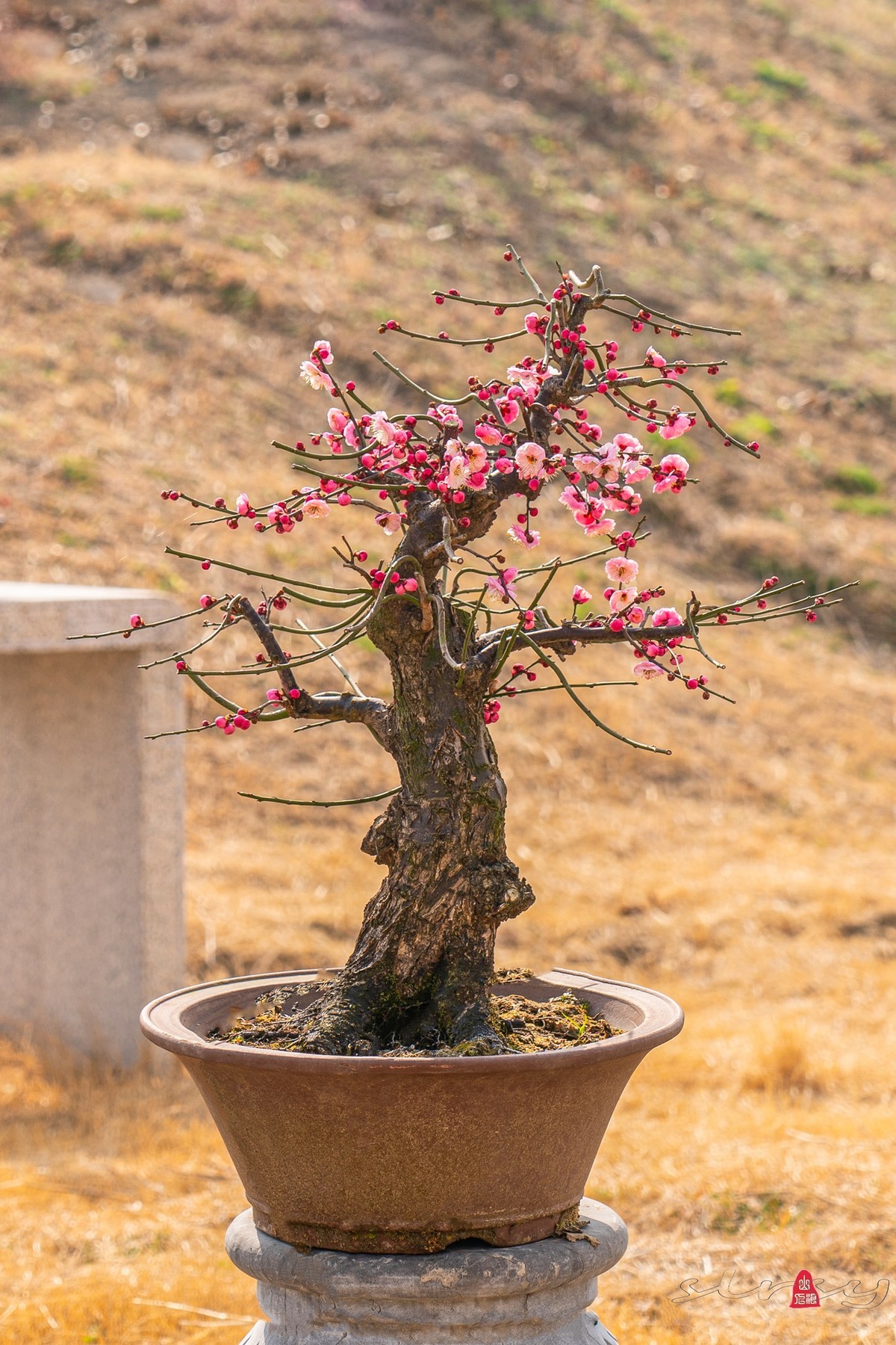 盆栽老梅桩（续）