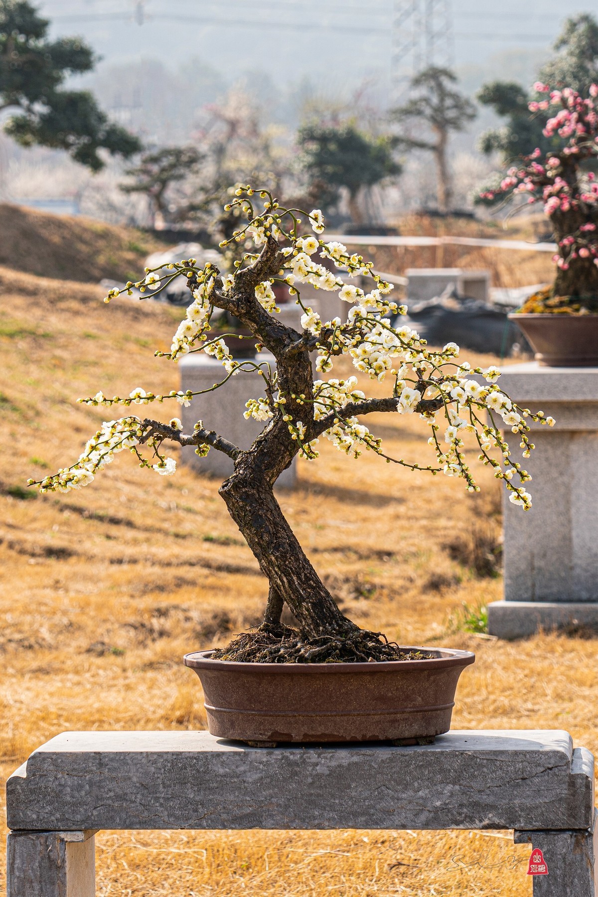 盆栽老梅桩（续）