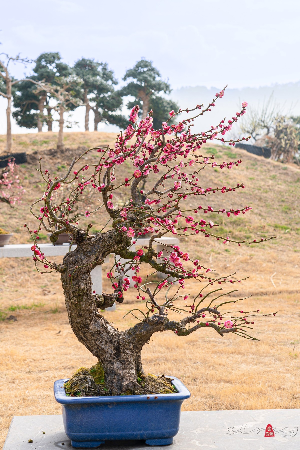 盆栽老梅桩（续）