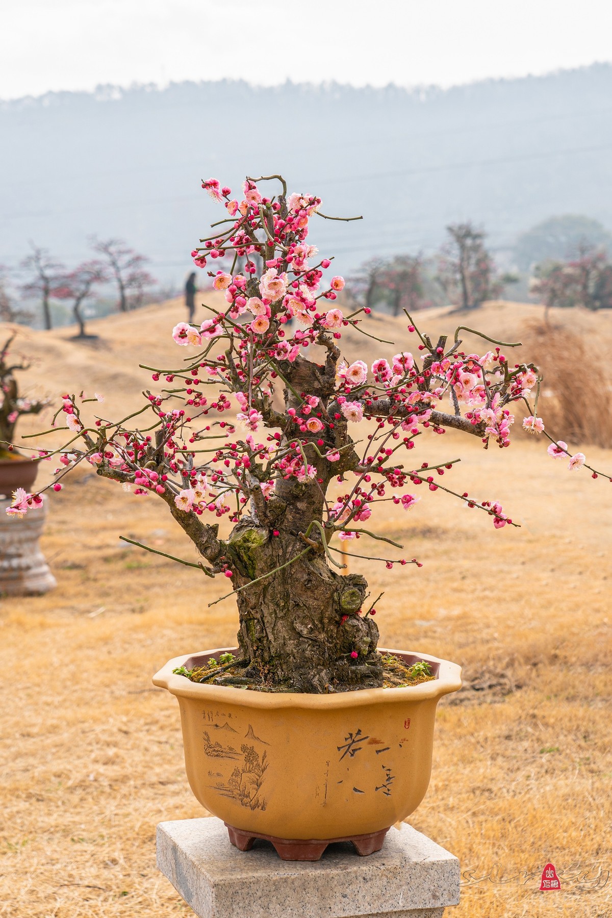 盆栽老梅桩（续）