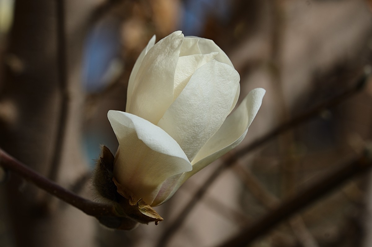 2025玉兰花（10）