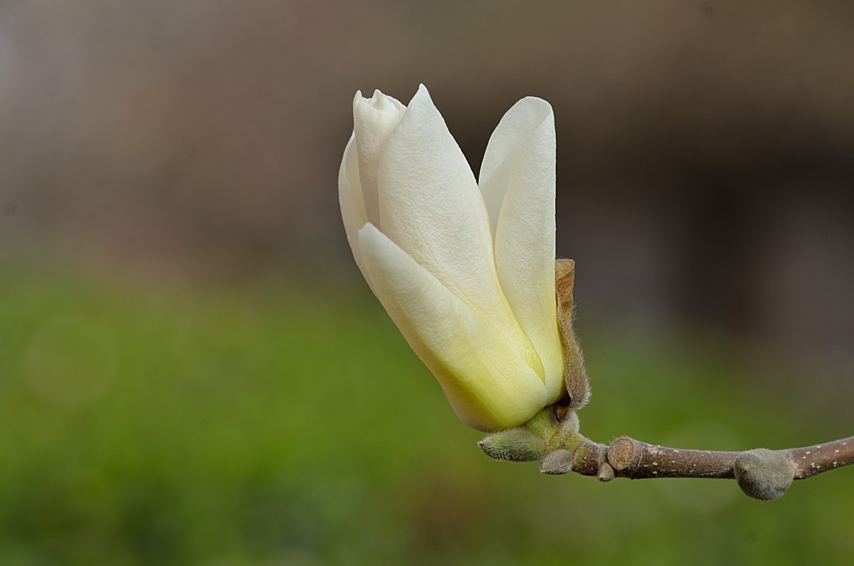 2025玉兰花（10）