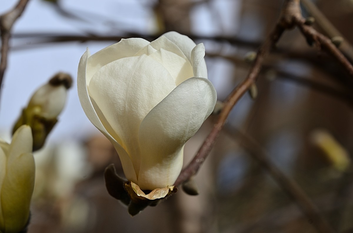 2025玉兰花（10）