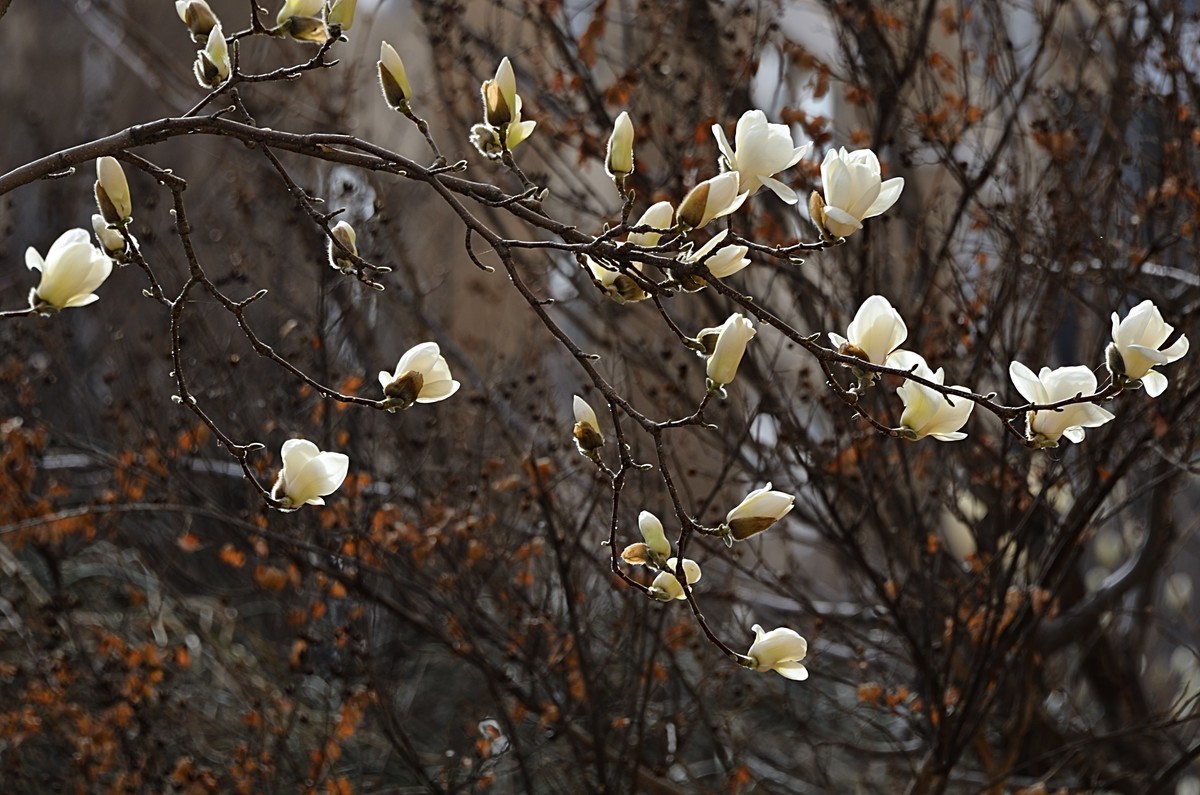 2025玉兰花（10）