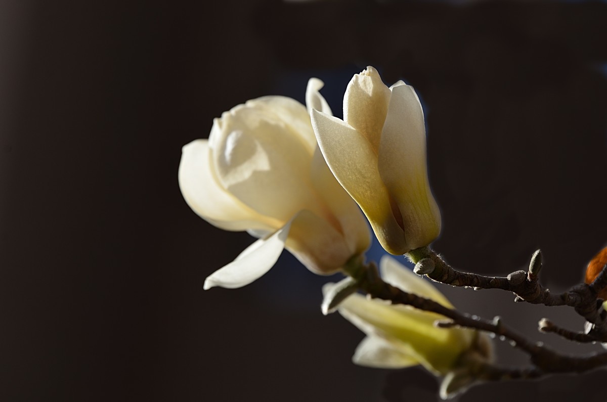 2025玉兰花（10）