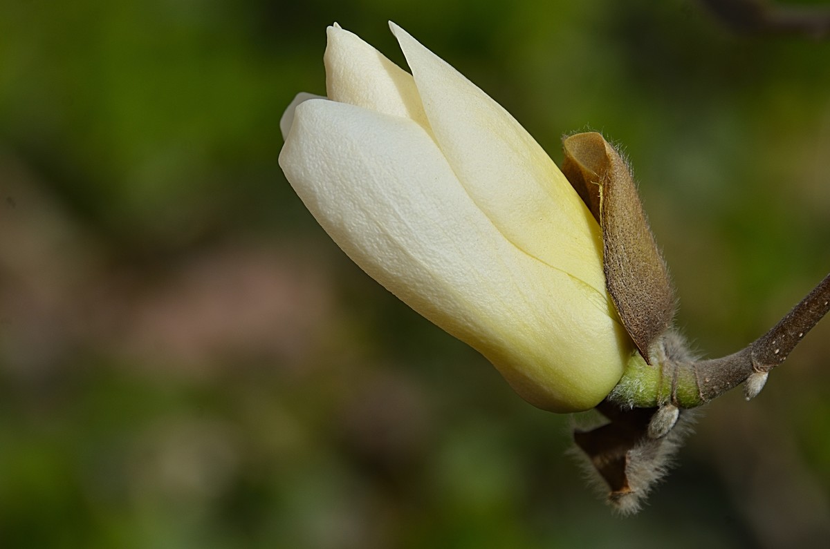 2025玉兰花（10）