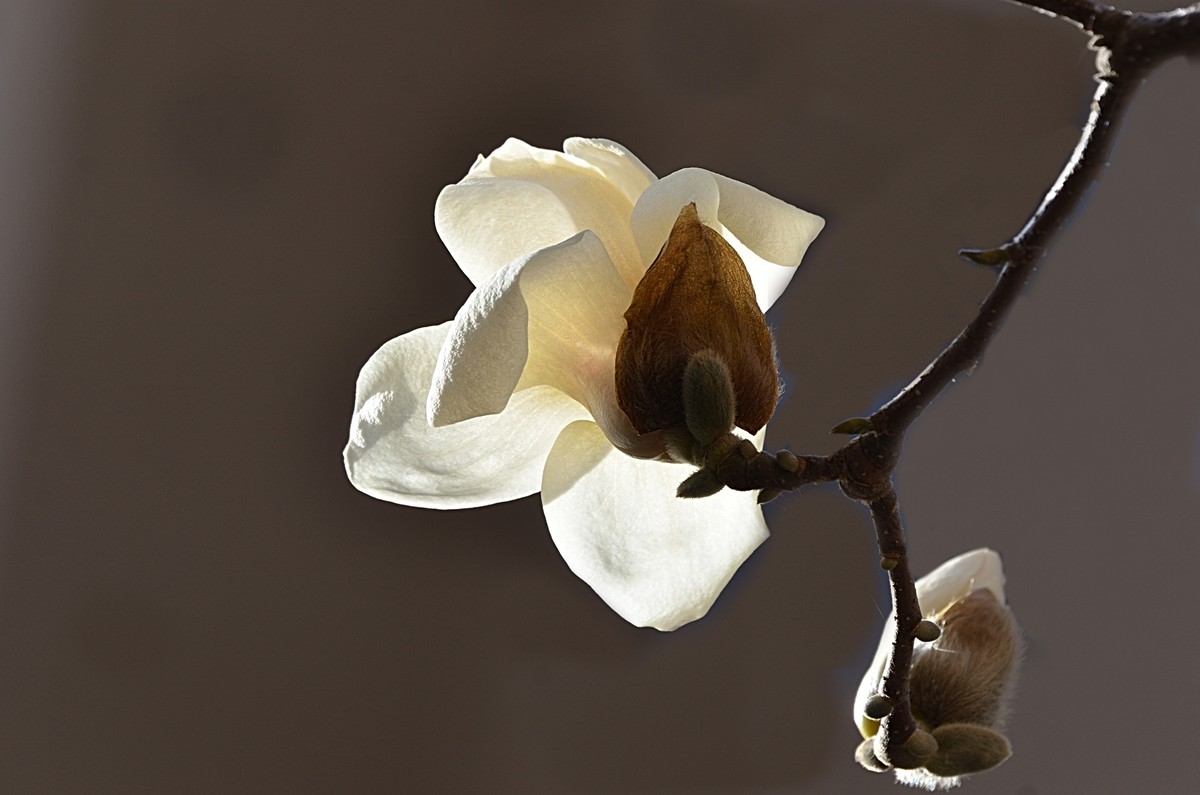 2025玉兰花（10）