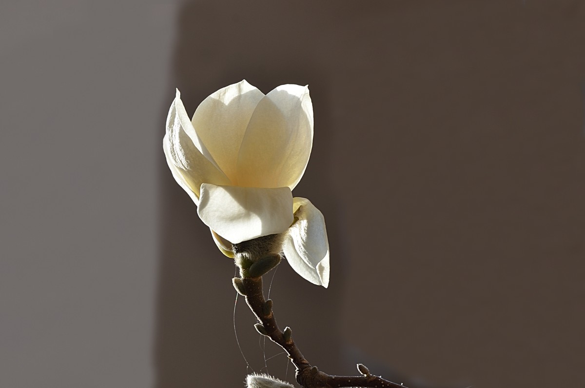 2025玉兰花（10）