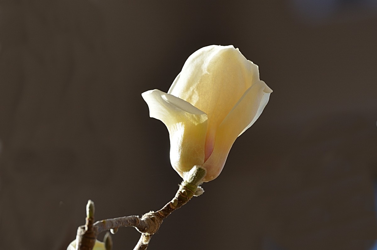 2025玉兰花（10）