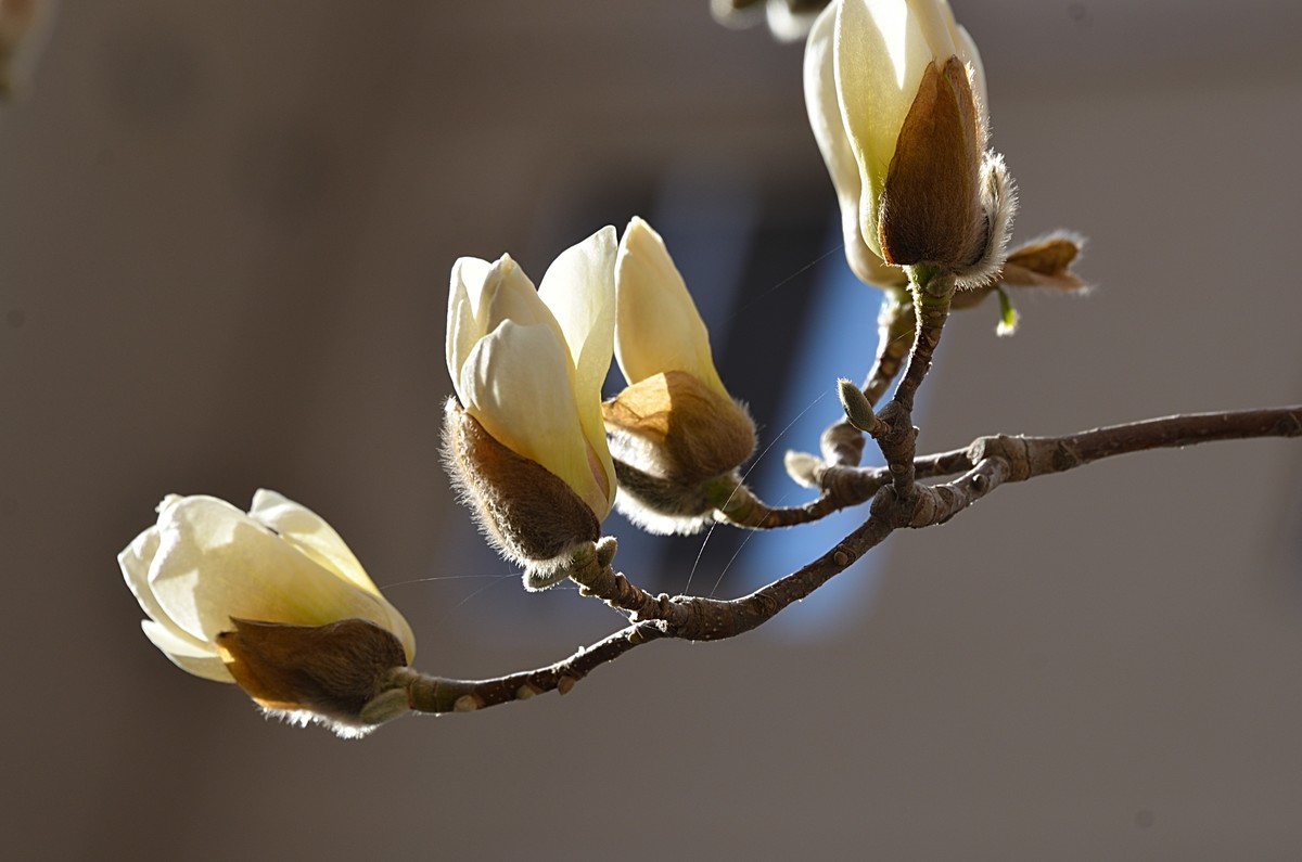 2025玉兰花（10）