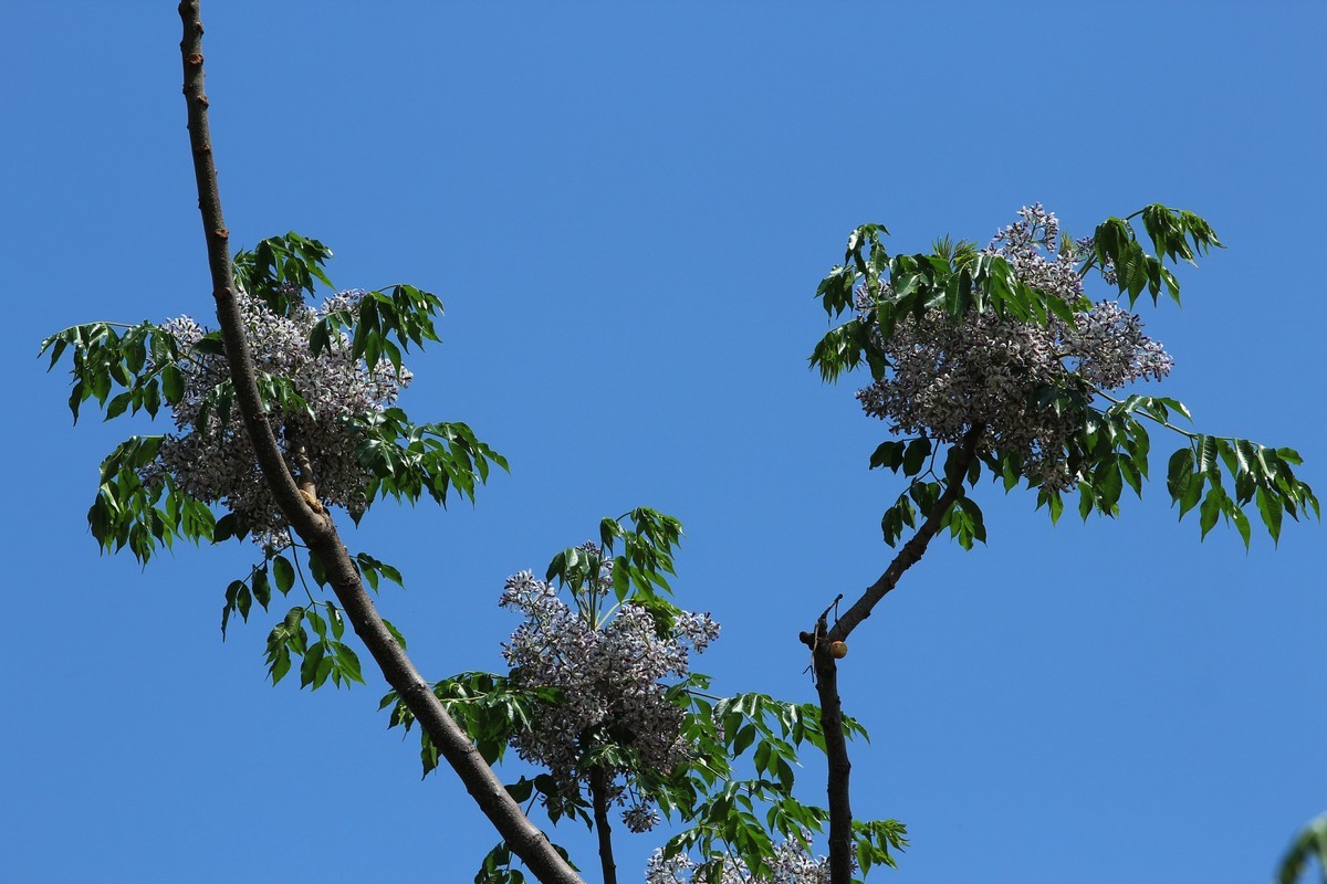 拍摄花卉一（562）