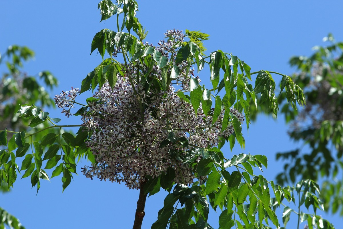 拍摄花卉一（562）