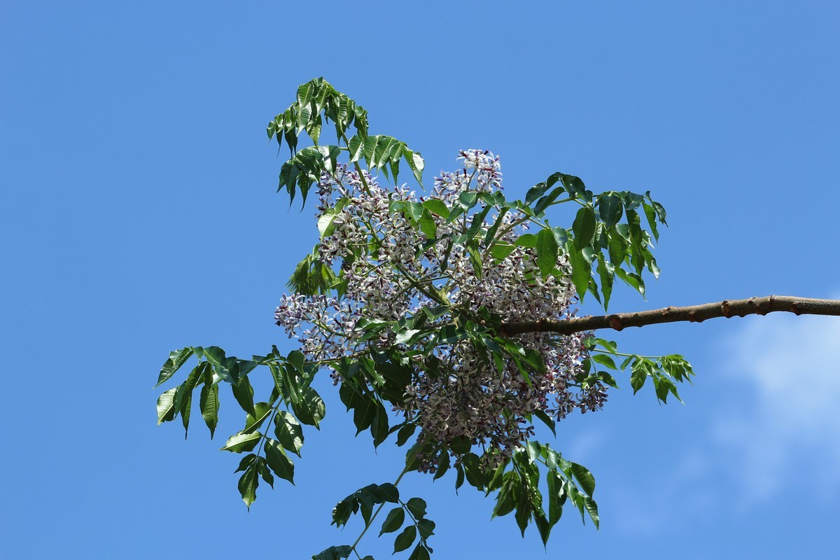 拍摄花卉一（562）