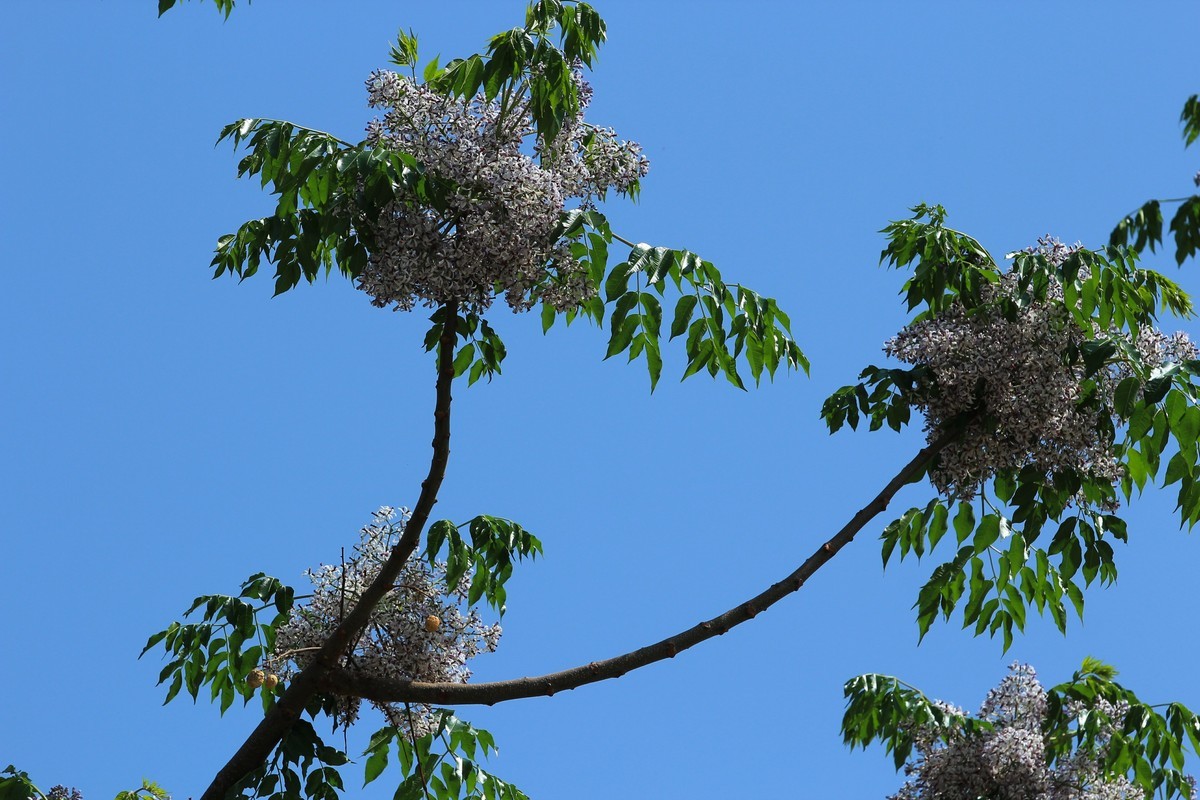 拍摄花卉一（562）