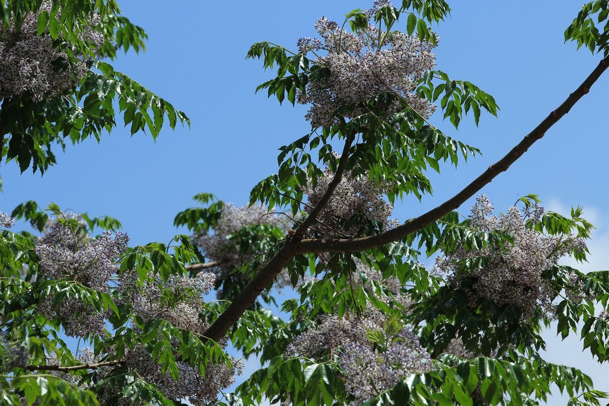 拍摄花卉一（562）