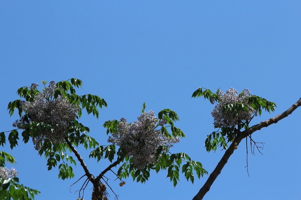 拍摄花卉一（562）