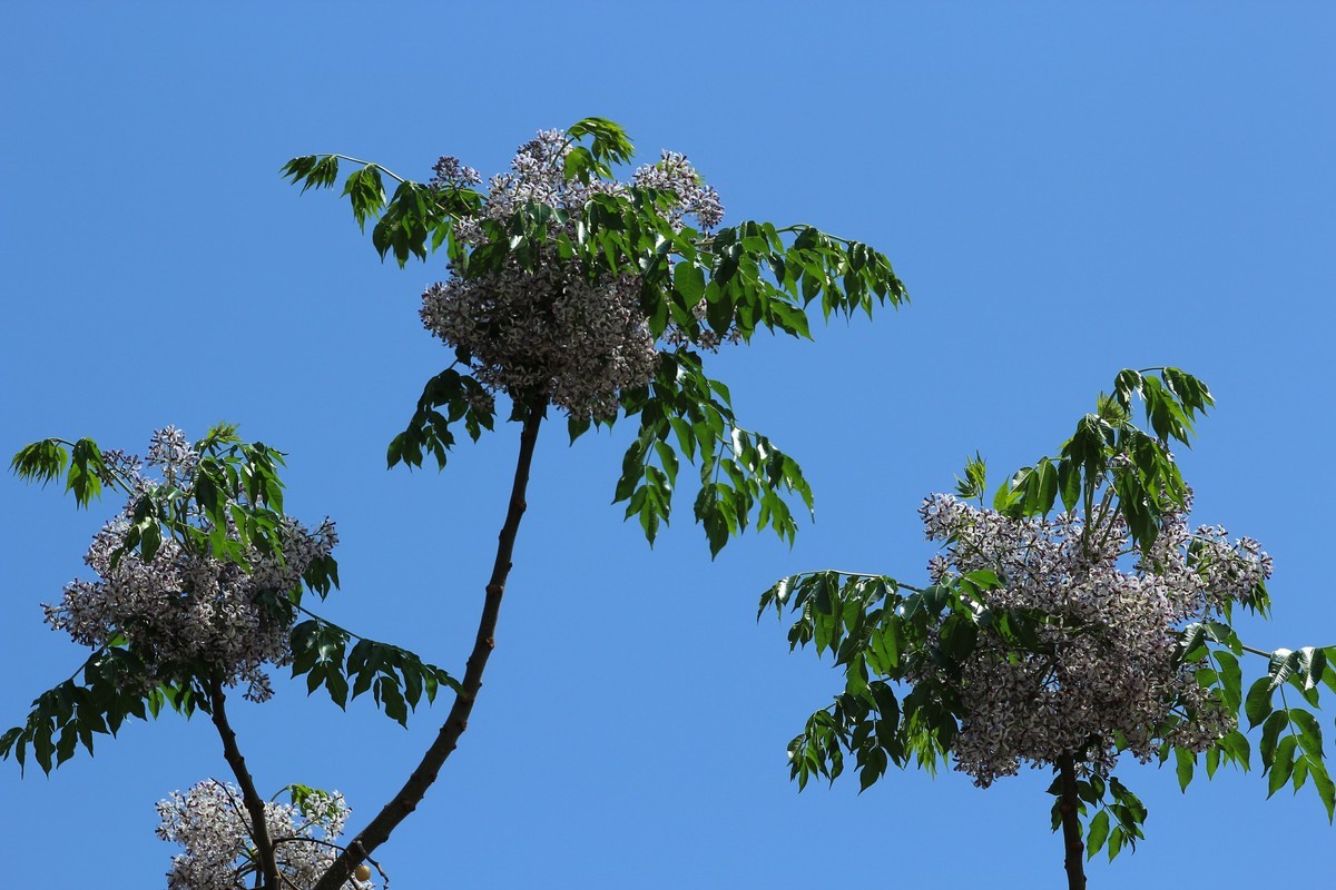 拍摄花卉一（562）
