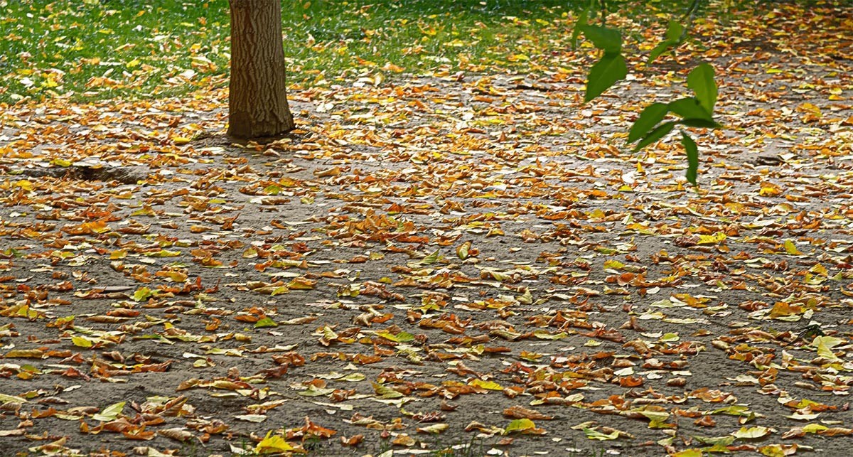 随                                    拍