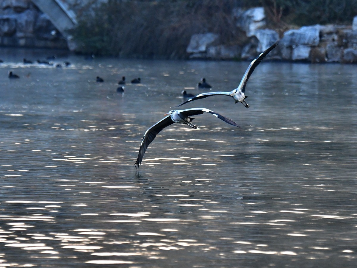 【视觉光影】明 湖 苍 鹭 （9）