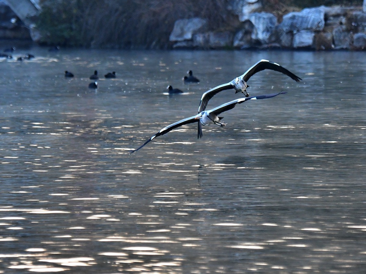 【视觉光影】明 湖 苍 鹭 （9）