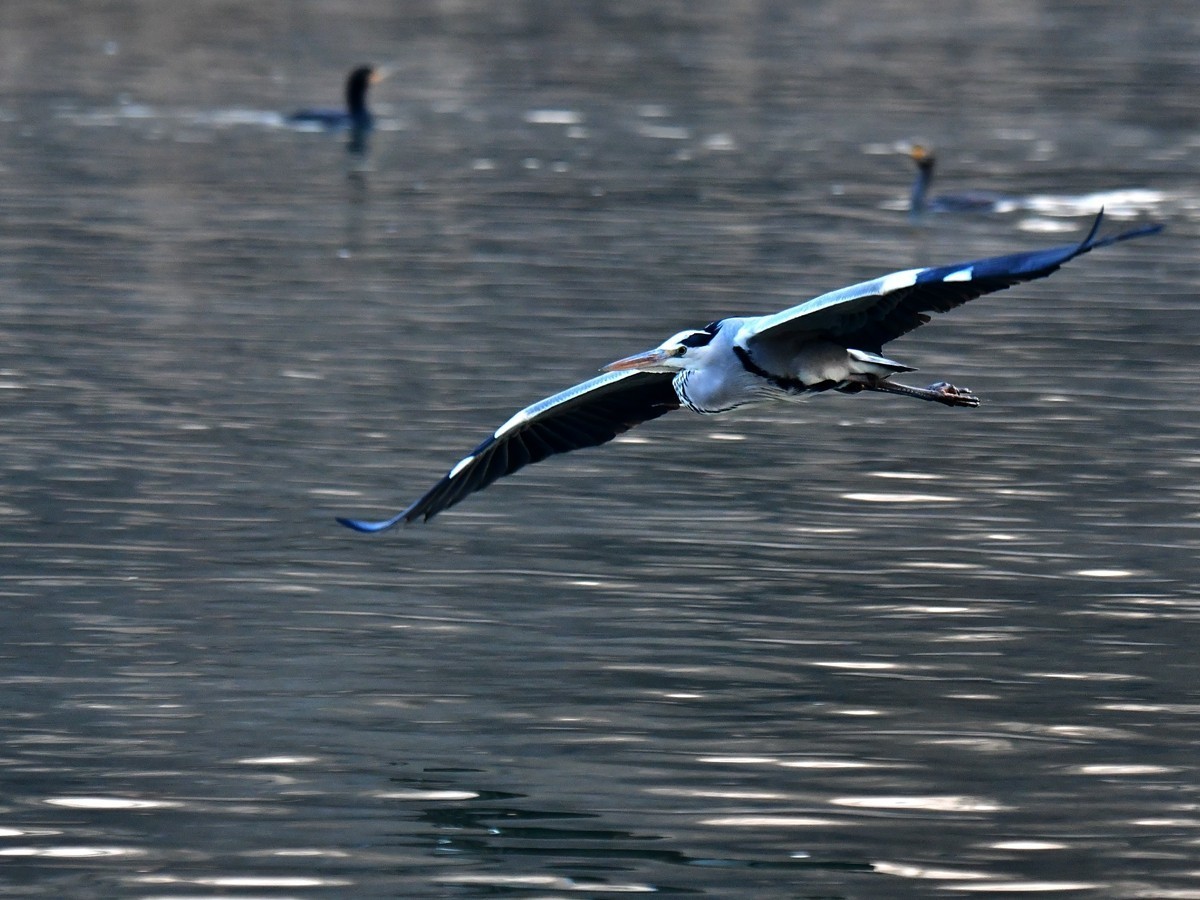 【视觉光影】明 湖 苍 鹭 （9）
