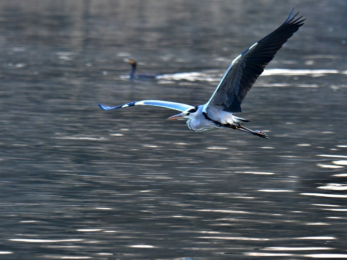 【视觉光影】明 湖 苍 鹭 （9）