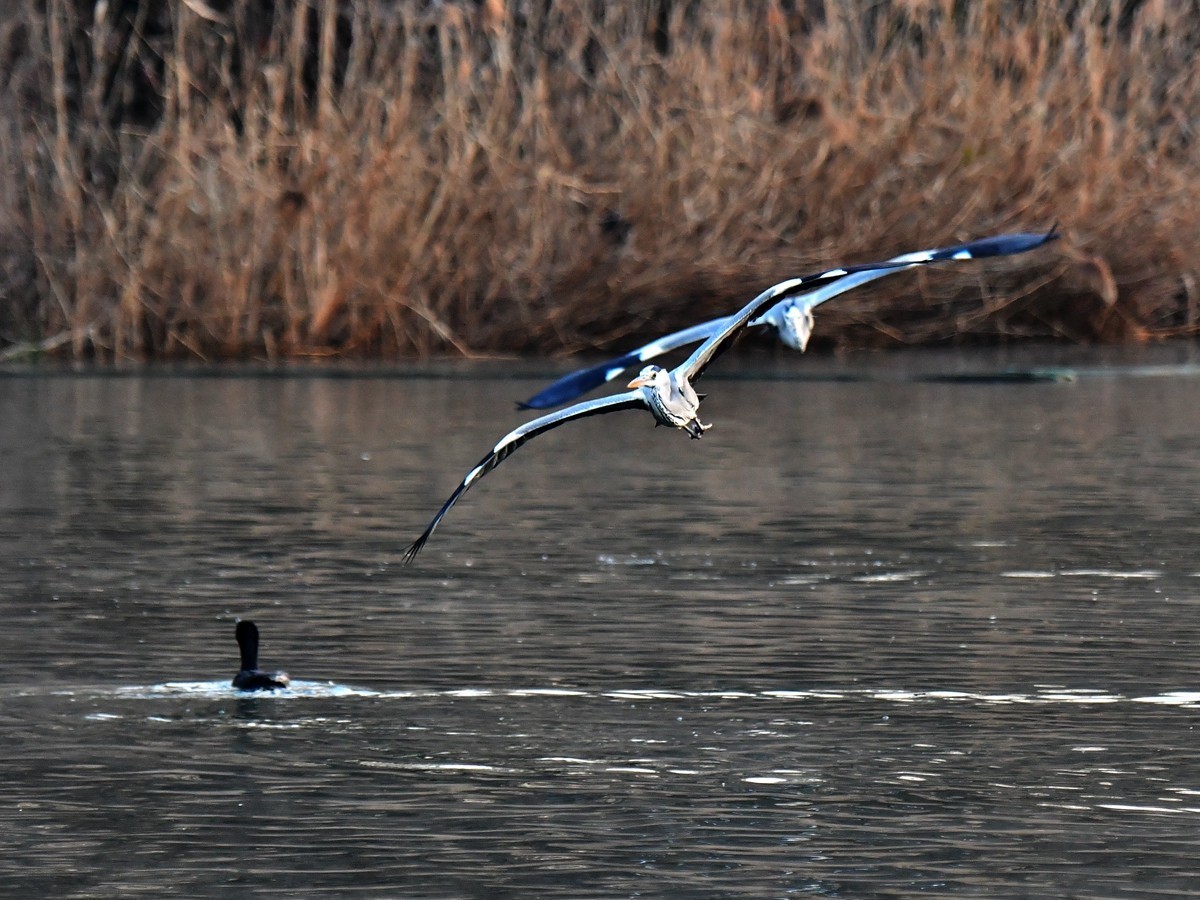 【视觉光影】明 湖 苍 鹭 （9）
