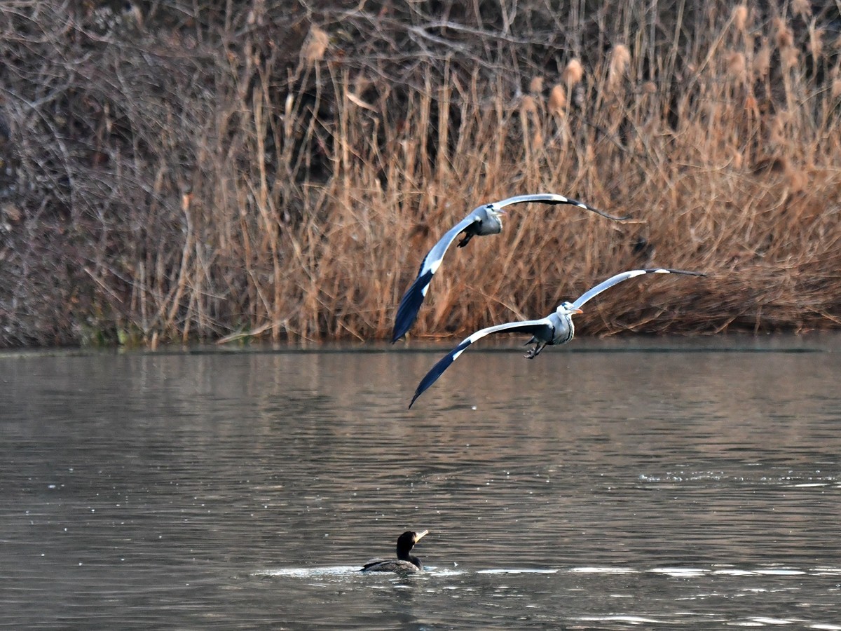 【视觉光影】明 湖 苍 鹭 （9）