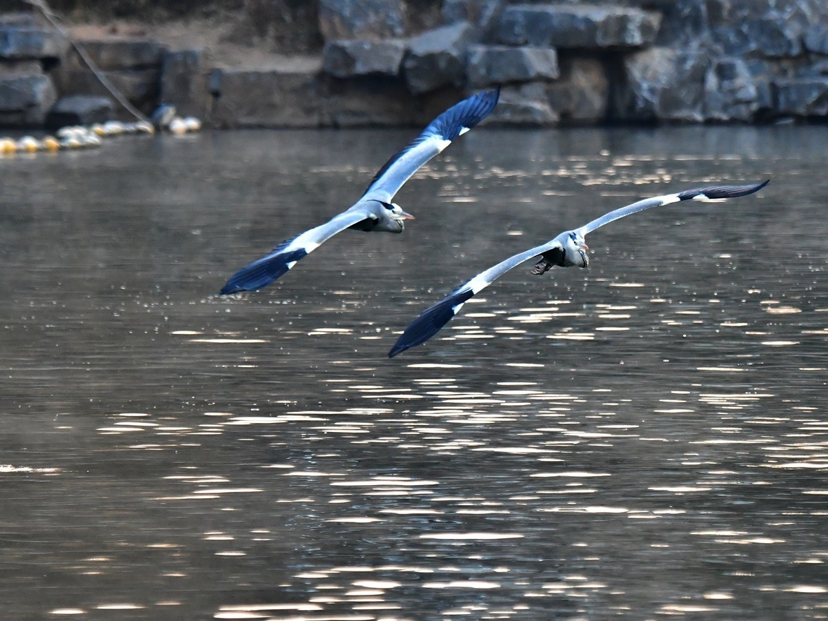 【视觉光影】明 湖 苍 鹭 （9）