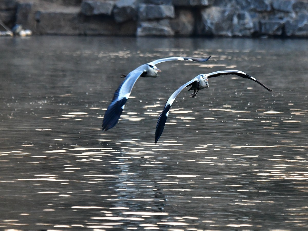 【视觉光影】明 湖 苍 鹭 （9）