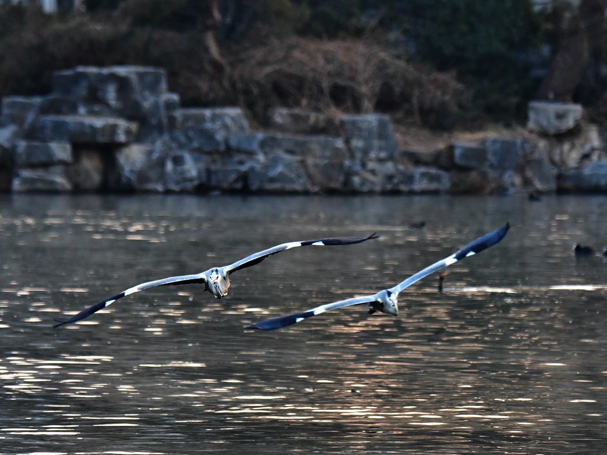 【视觉光影】明 湖 苍 鹭 （9）