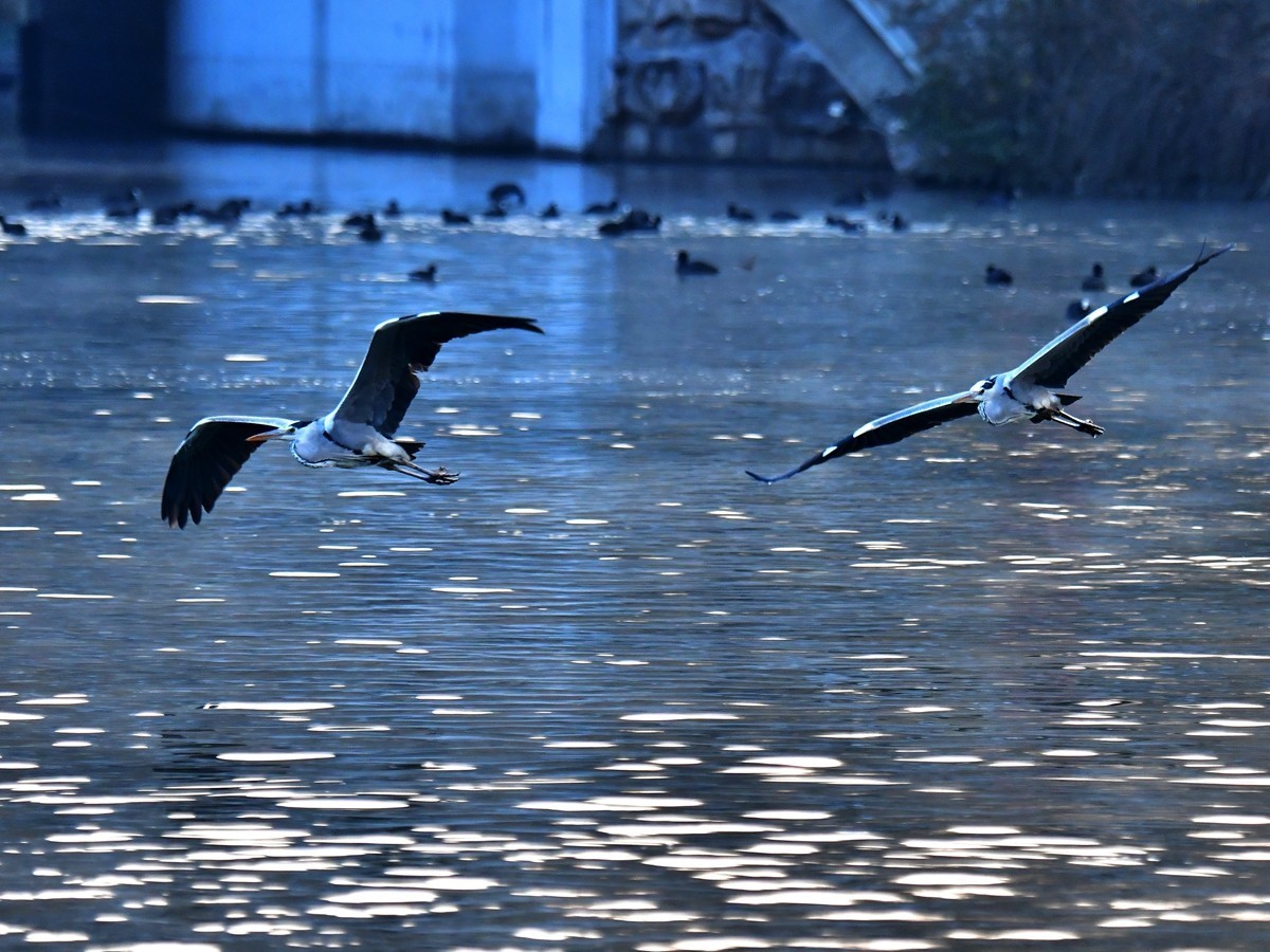 【视觉光影】明 湖 苍 鹭 （9）