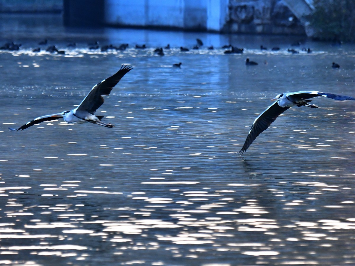 【视觉光影】明 湖 苍 鹭 （9）