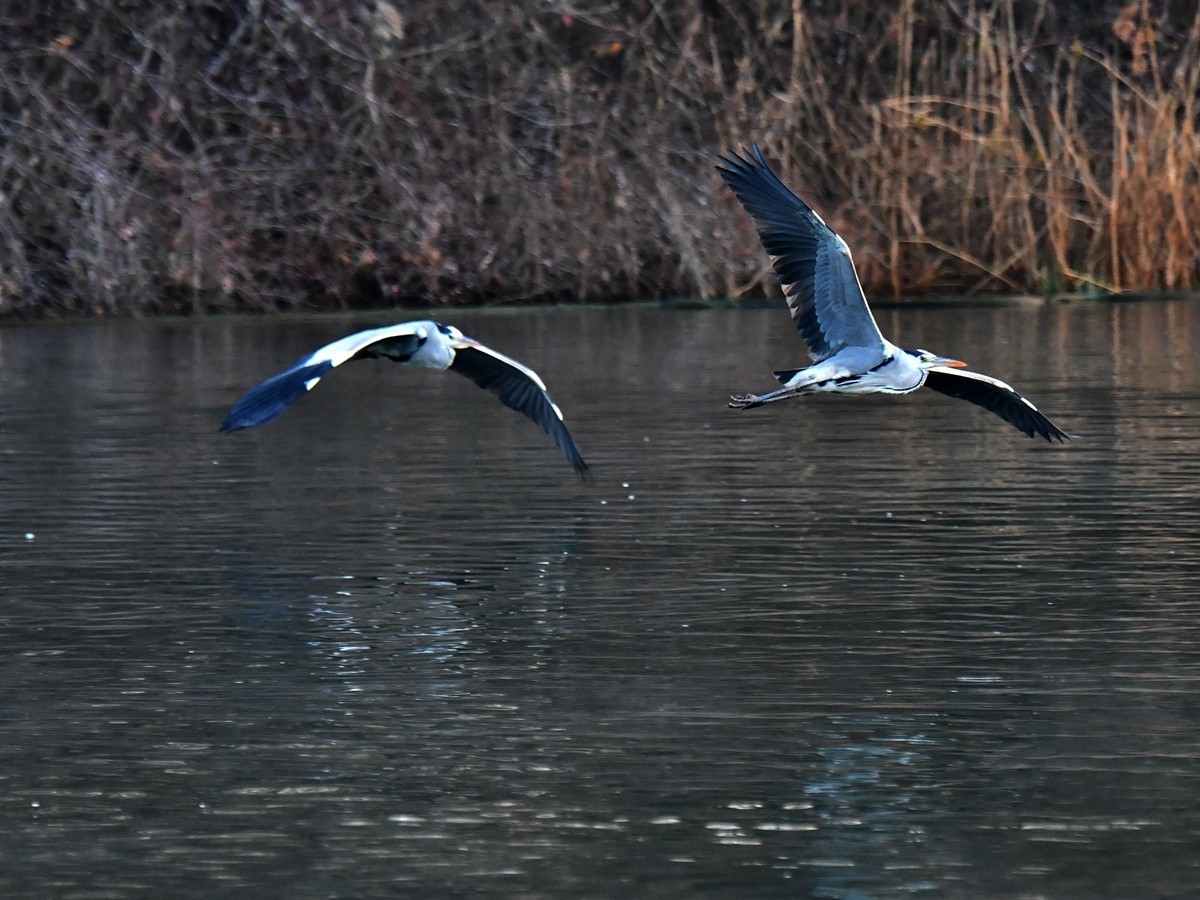 【视觉光影】明 湖 苍 鹭 （9）