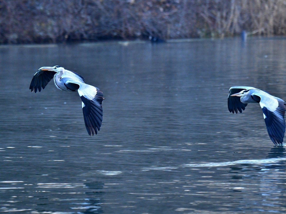 【视觉光影】明 湖 苍 鹭 （9）