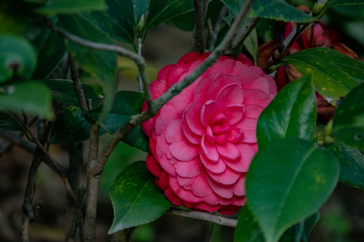 花枝招展（454）