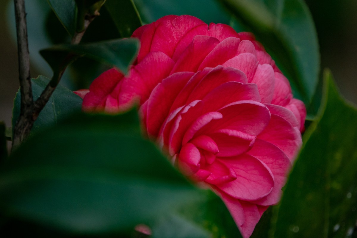 花枝招展（454）