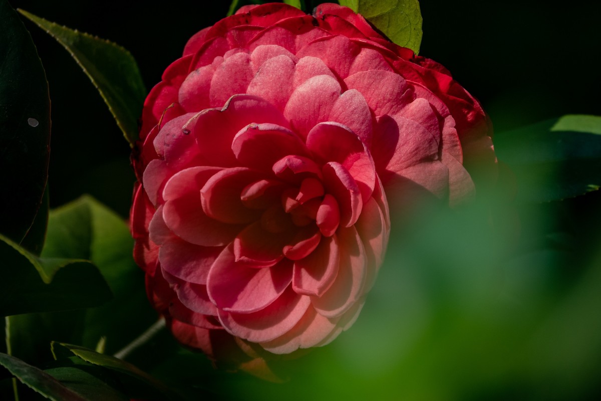 花枝招展（454）