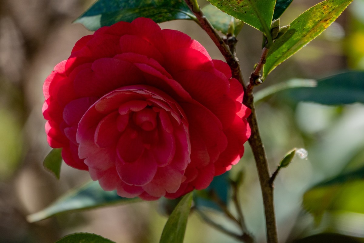 花枝招展（454）