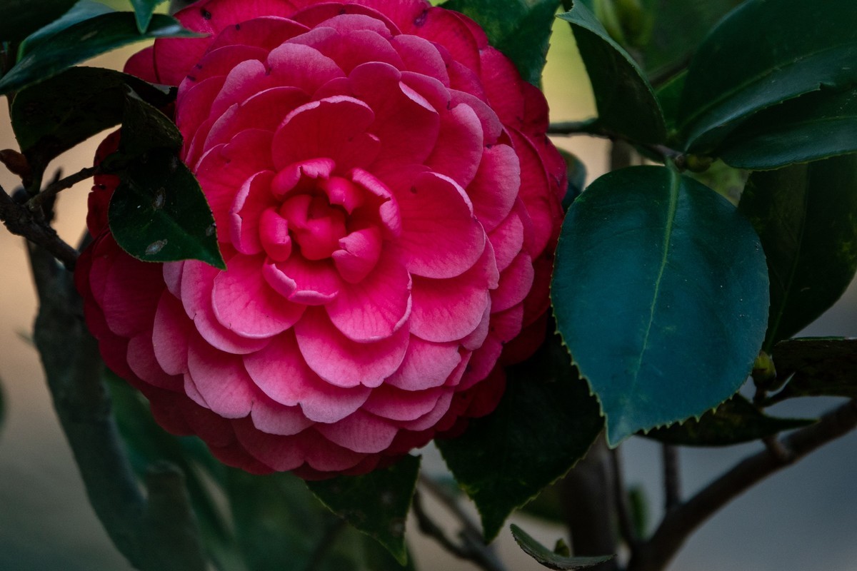 花枝招展（454）