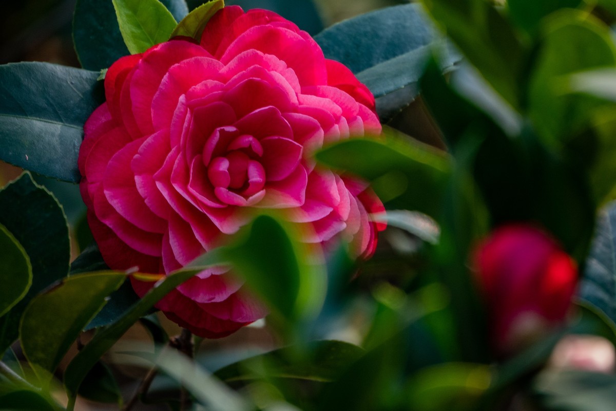 花枝招展（454）