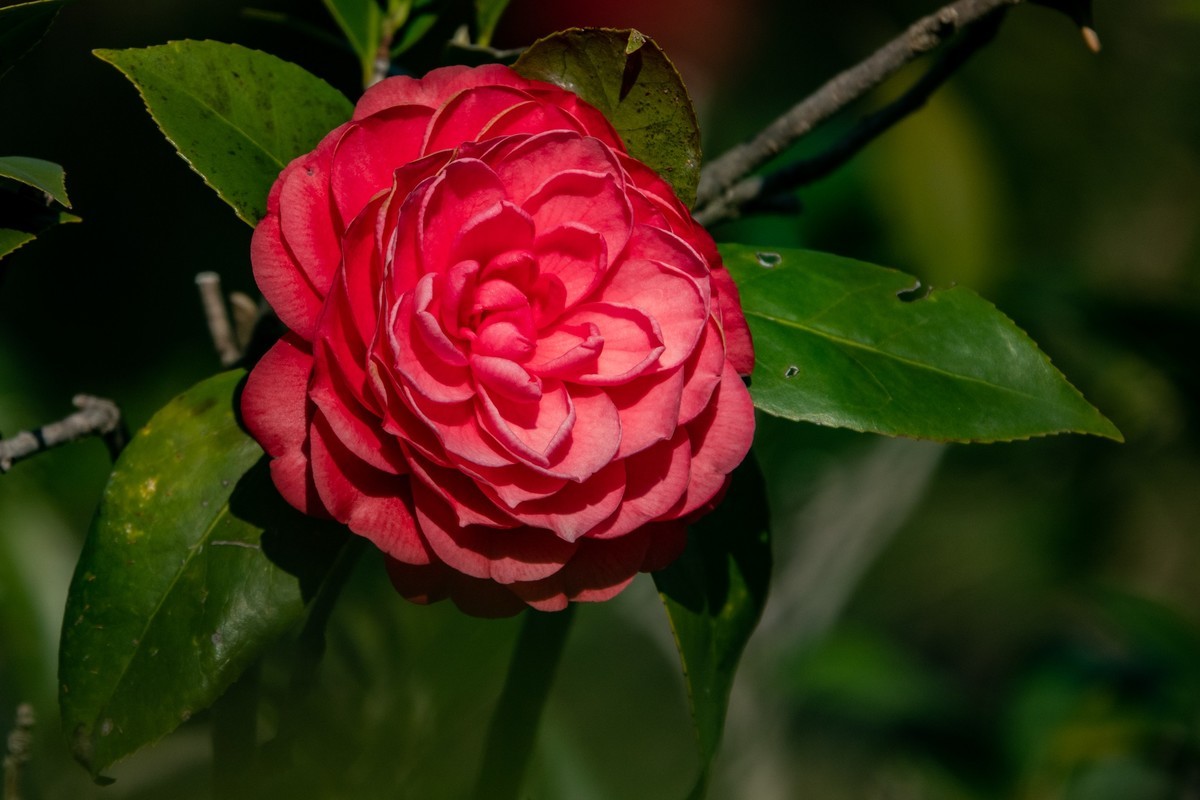 花枝招展（454）