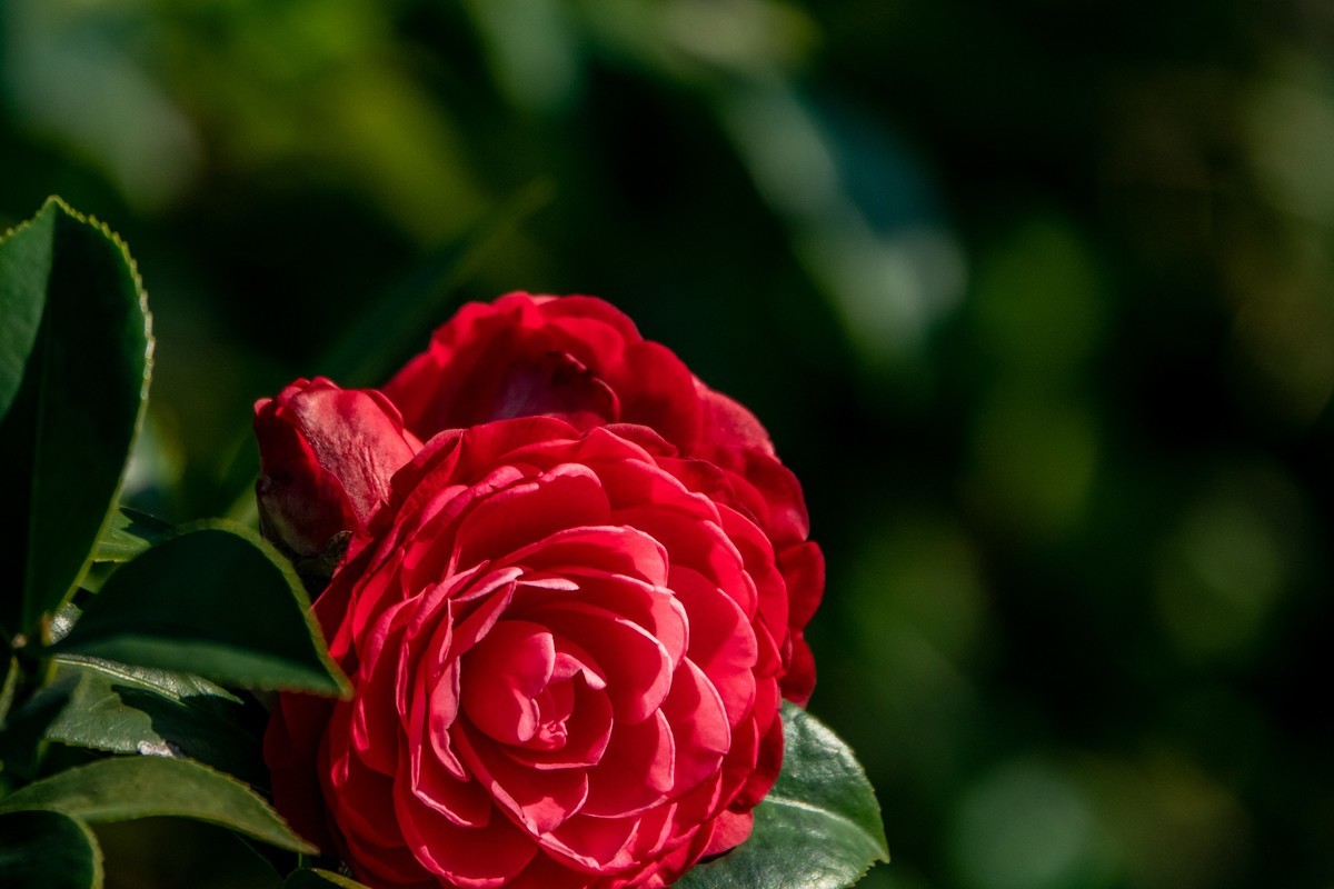 花枝招展（454）