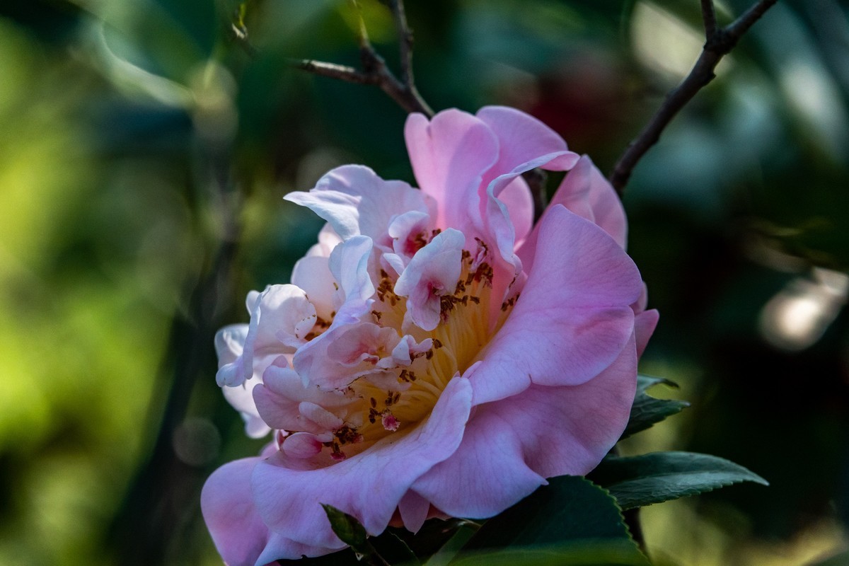 花枝招展（454）