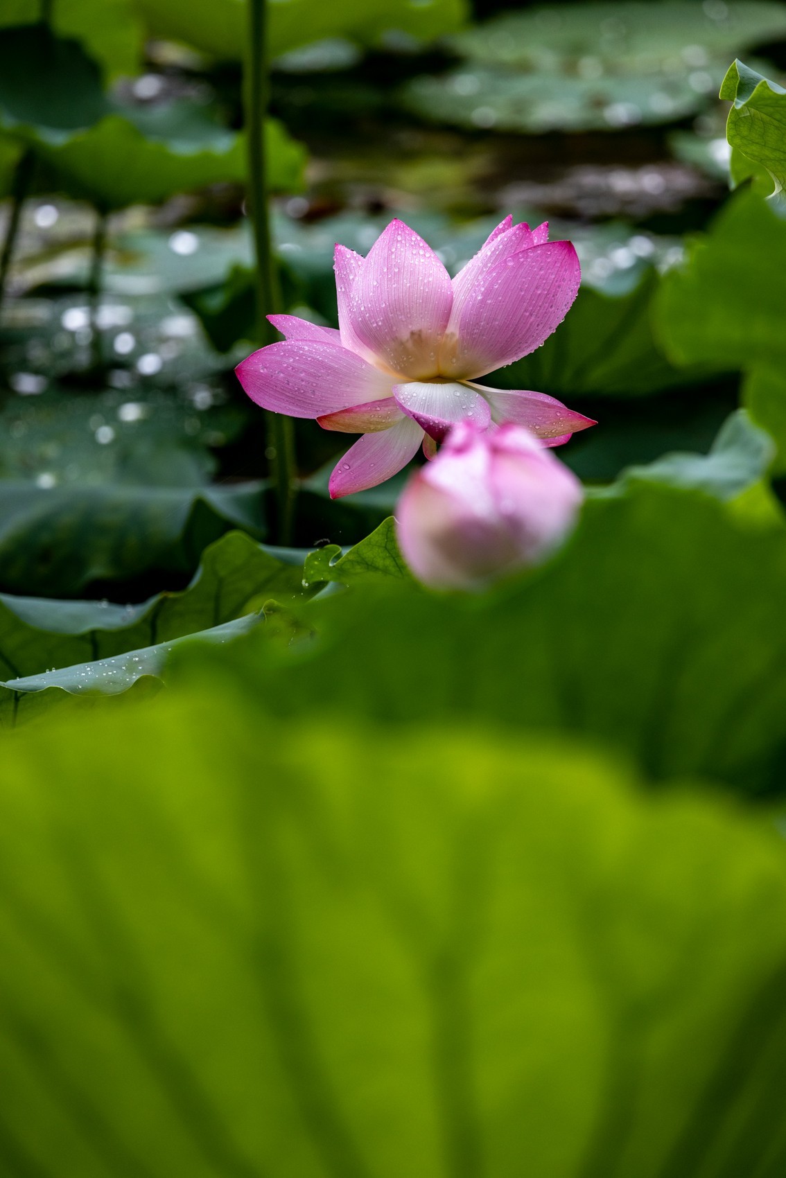 雨后荷塘（1）