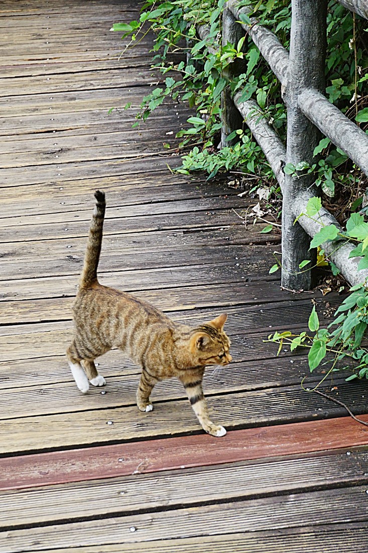 龙虎山景区  象鼻山（三）