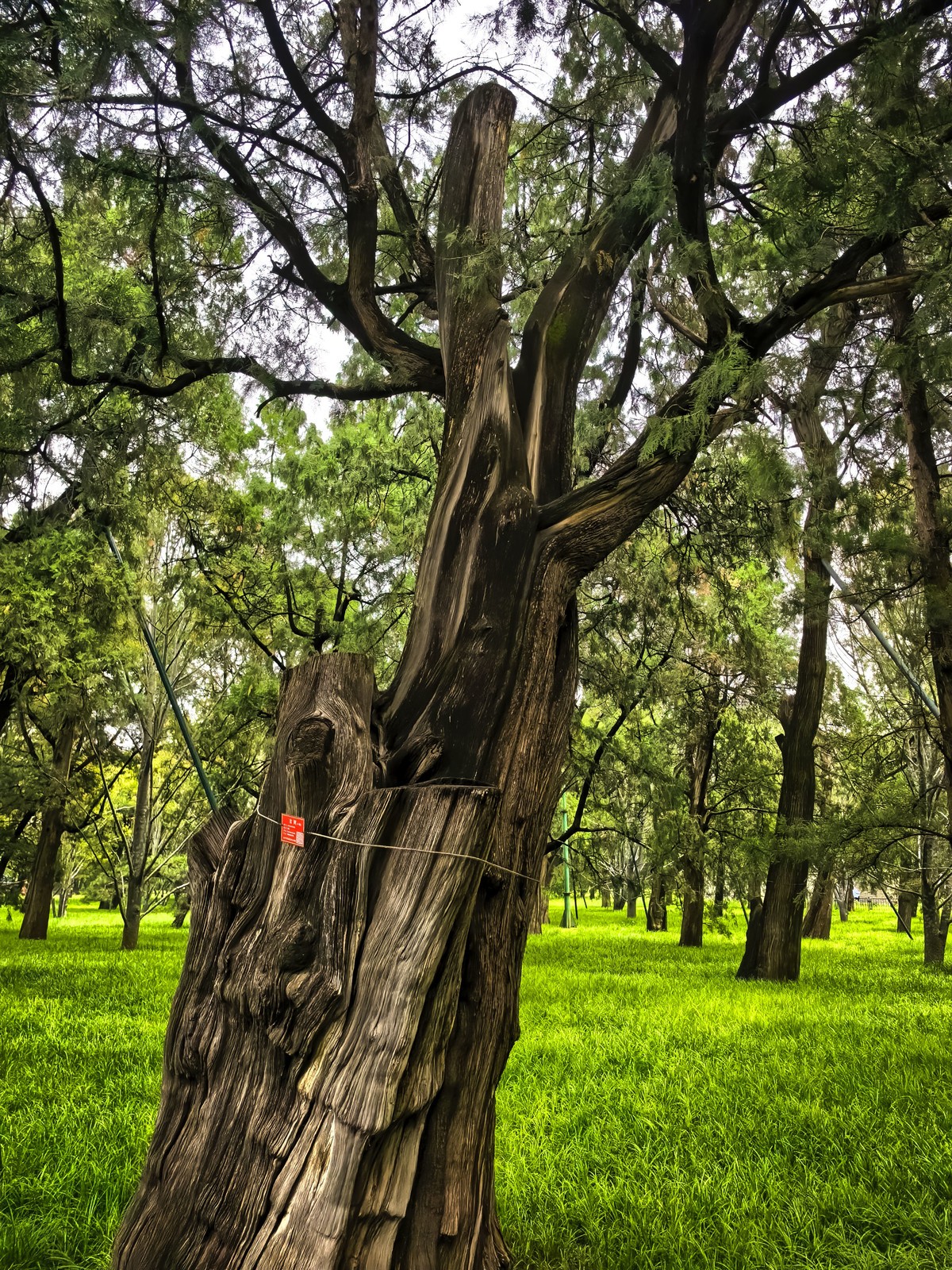 天工开物~祈年印记   手机行摄天坛