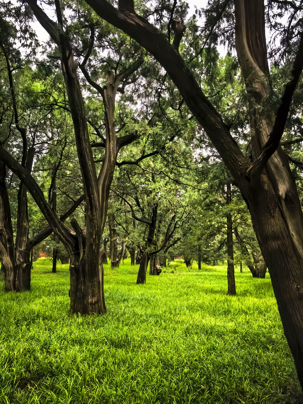 天工开物~祈年印记   手机行摄天坛